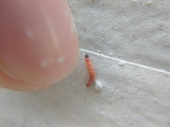 Anthocomus