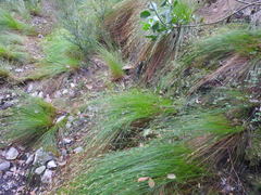 Ficinia fascicularis