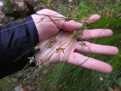 Ficinia fascicularis