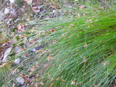 Ficinia fascicularis