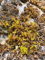 Schistidium strictum