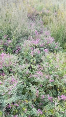 Corethrodendron fruticosum