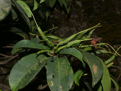 Rhododendron moulmainense