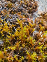 Schistidium strictum