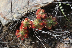 Drosera esterhuyseniae