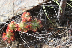 Drosera esterhuyseniae