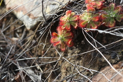 Drosera esterhuyseniae