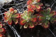 Drosera esterhuyseniae