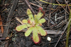 Drosera esterhuyseniae
