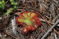 Drosera esterhuyseniae