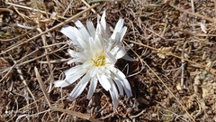 Hypochaeris sessiliflora