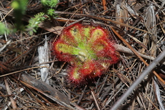 Drosera esterhuyseniae