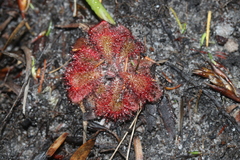 Drosera aliciae