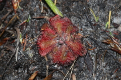 Drosera aliciae