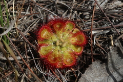 Drosera xerophila