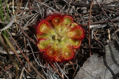 Drosera xerophila