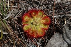 Drosera xerophila