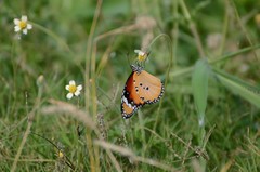 Danaus chrysippus