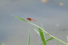 Crocothemis servilia