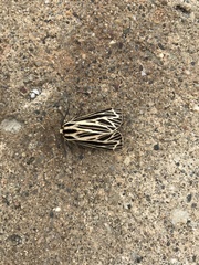 Apantesis virguncula