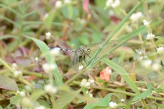 Orthetrum sabina