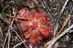Drosera aliciae