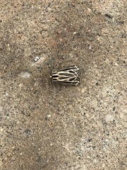 Apantesis virguncula