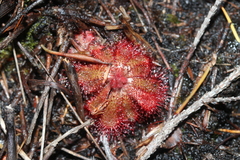 Drosera aliciae