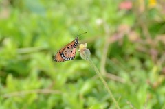 Acraea terpsicore