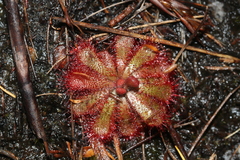 Drosera aliciae