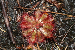 Drosera aliciae