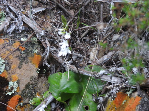 Image of Holothrix parviflora by (c) Matthew Fainman, some rights reserved (CC BY)