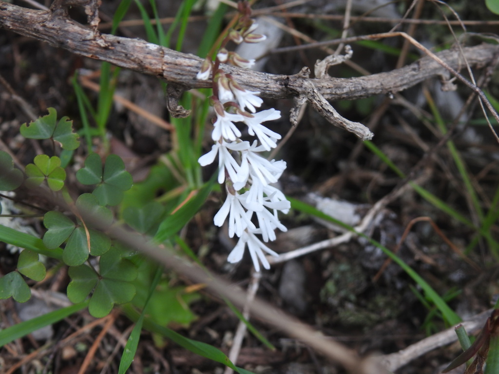 Holothrix parviflora