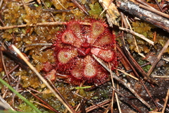 Drosera slackii