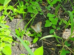Anartia jatrophae