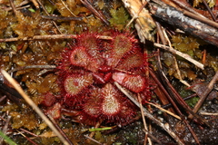Drosera slackii