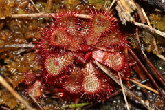Drosera slackii