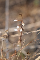 Schiedeella transversalis