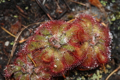 Drosera aliciae