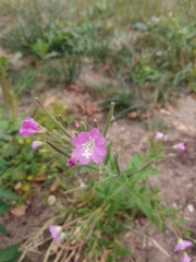 Epilobium hirsutum