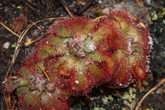 Drosera aliciae