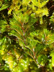 Hymenophyllum wilsonii