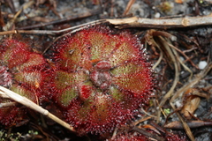 Drosera aliciae