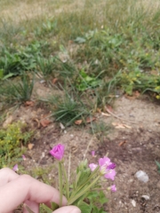 Epilobium hirsutum