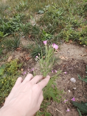 Epilobium hirsutum