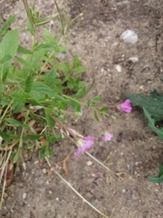 Epilobium hirsutum