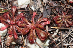 Drosera × corinthiaca