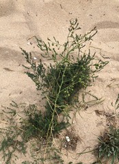 Asparagus prostratus