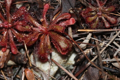Drosera × corinthiaca
