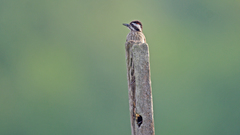 Yungipicus moluccensis